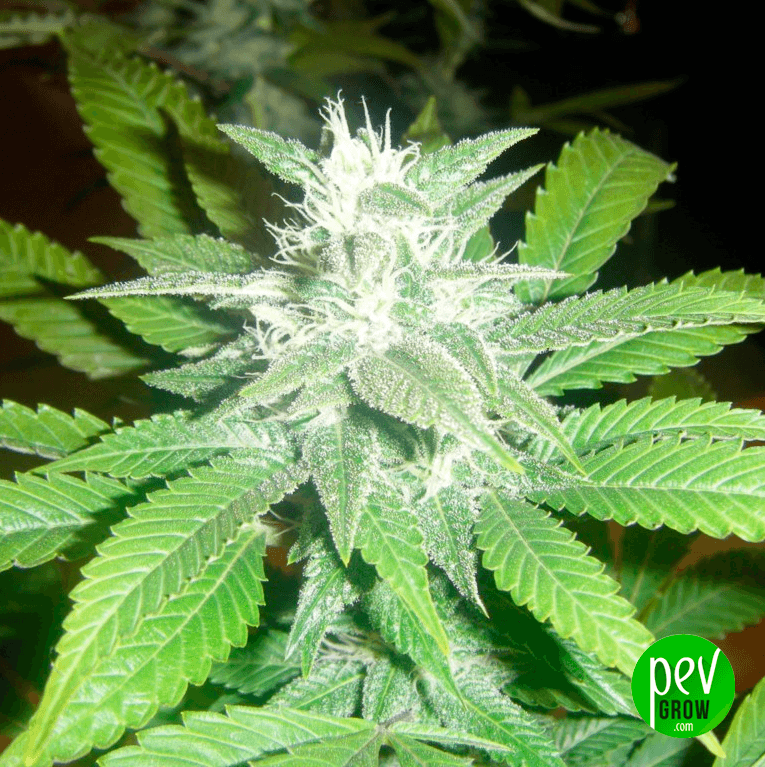Kali Mist Spain Seeds